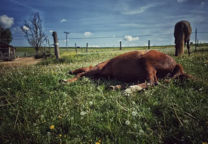 Reiten und Relaxen.de