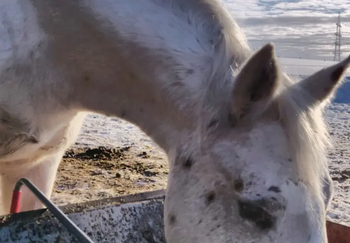 Reiten und Relaxen.de