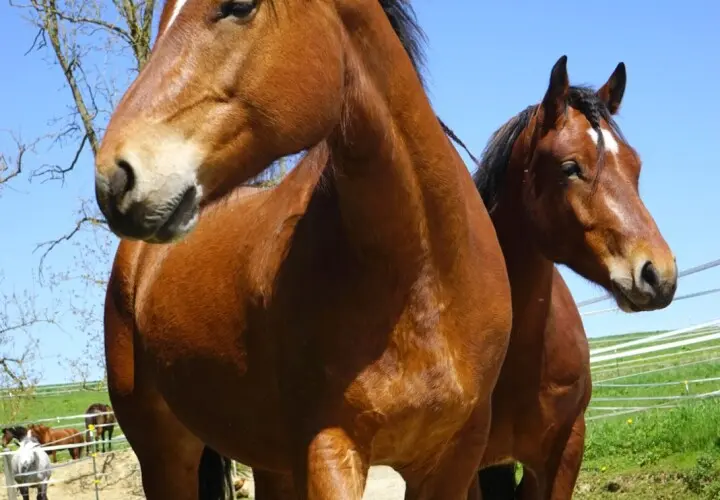 Reiten und Relaxen.de